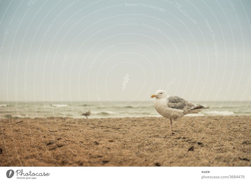 Die weißen Tauben sind Möwen Möwenvögel Silbermöwe trüber Tag Ostsee ostseeküste Ostseestrand Strand Sandstrand Wasser Meer Küste Küstenvogel