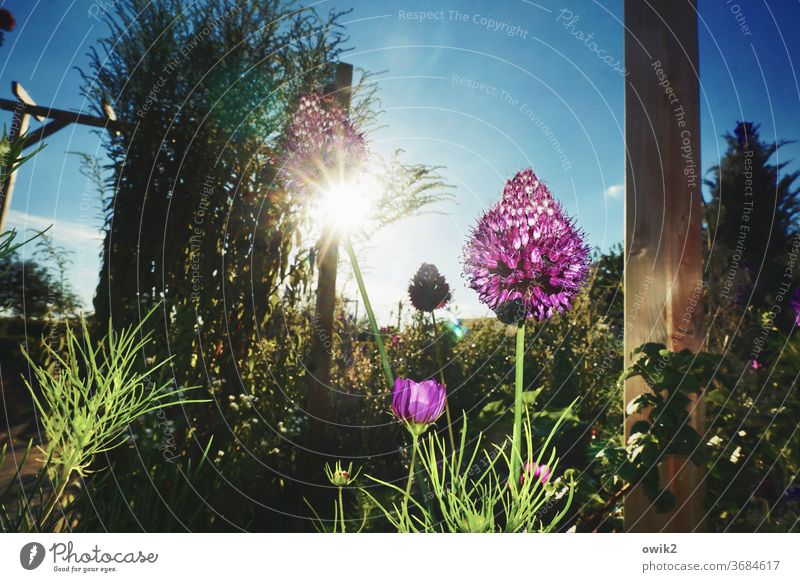 Alium Pflanze Blüte Zierlauch Menschenleer Außenaufnahme Blühend Detailaufnahme Blume Natur violett Umwelt Wachstum Garten Farbfoto Textfreiraum links
