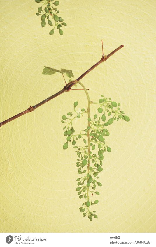 Junger Wein Pflanze Nutzpflanze Weintrauben Weinblatt Holz Wachstum viele grün geduldig Textfreiraum rechts Textfreiraum links Textfreiraum oben