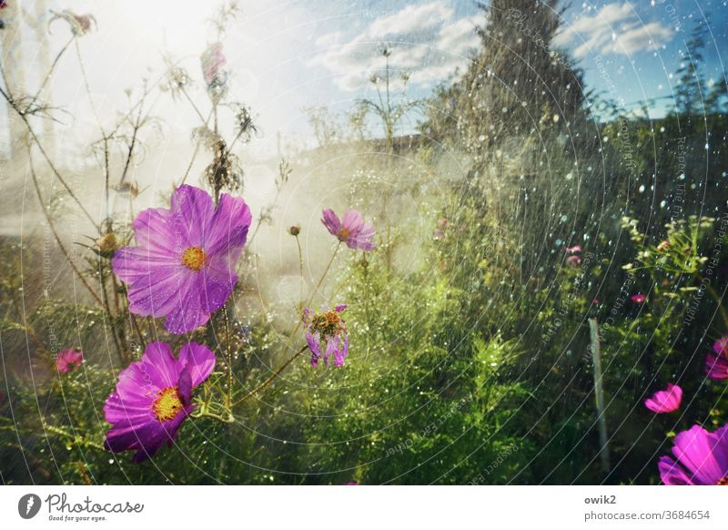 Feuchtgebiet Garten Wasser Wassertropfen Dusche Pflanze feucht nass Regen gießen Frühling Nahaufnahme Lichterscheinung Wachstum geheimnisvoll Außenaufnahme