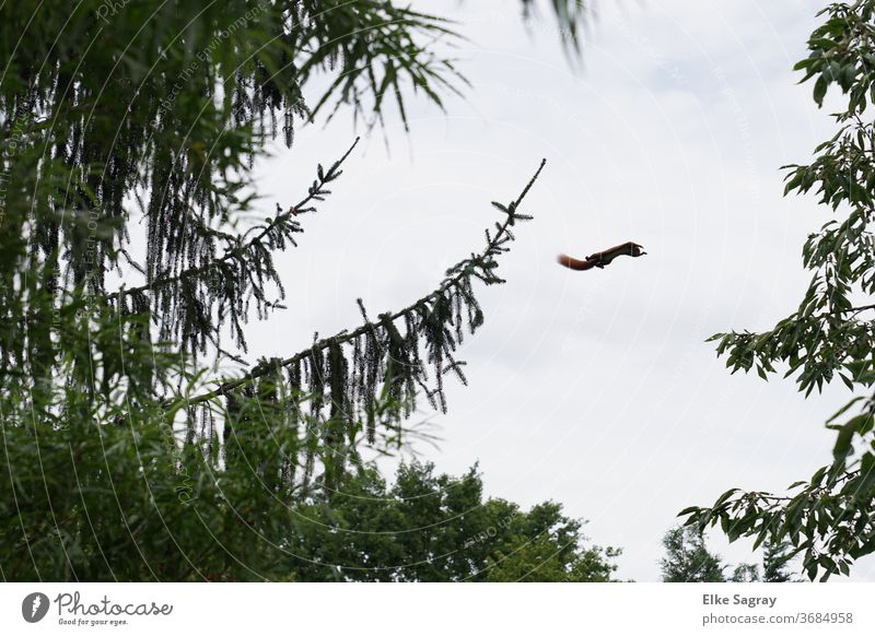 Eichhörnchens - Sprung Farbfoto Außenaufnahme Wildtier Menschenleer Natur Umwelt