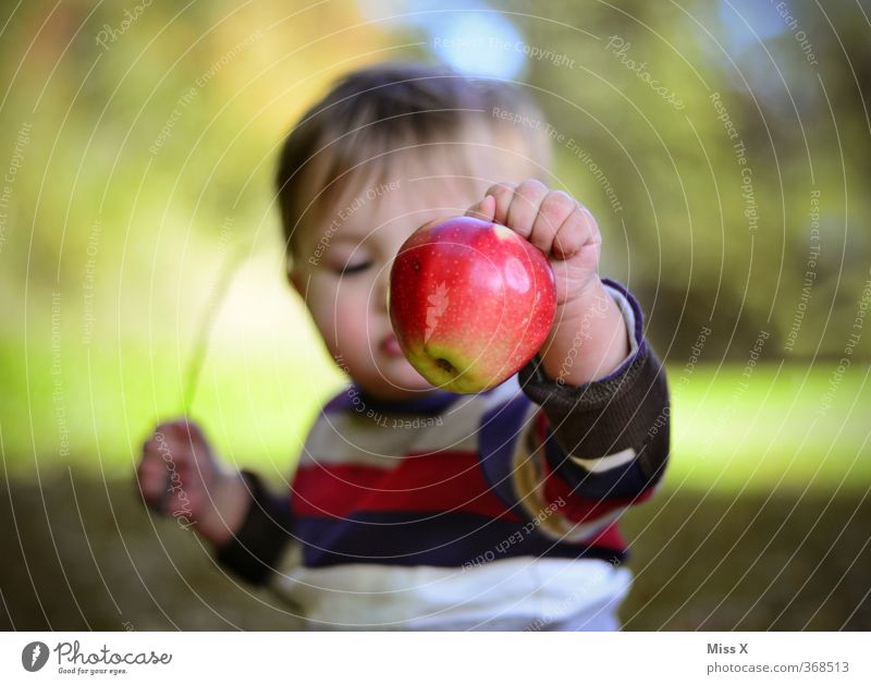 Gesundes Spielzeug Lebensmittel Frucht Apfel Ernährung Bioprodukte Spielen Mensch Kind Baby Kleinkind Kindheit 1 0-12 Monate 1-3 Jahre Essen frisch Gesundheit