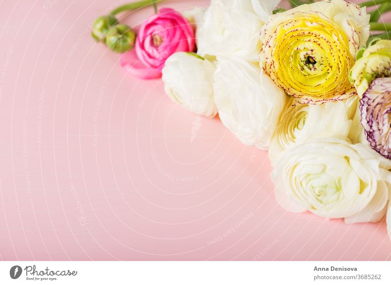 Hahnenfuß Hahnenfuß Blumen in verschiedenen Farben Ranunculus Blumenstrauß Ranunkel rosa Frühling Tag Haufen Mütter Text Blüte Natur Makro Geburtstag Blütezeit