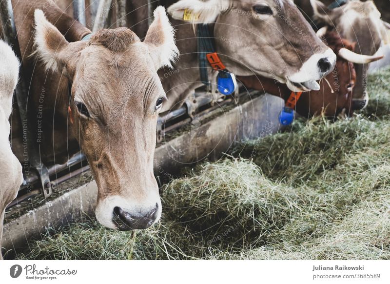 Kühe im Stall bei der Fütterung Kalb Kuh Tier Außenaufnahme Nutztier braun Tag Rind Horn Fell Tierporträt Gras Natur Blick in die Kamera Neugier Landwirtschaft