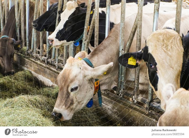 Kühe im Stall bei der Fütterung Kalb Kuh Tier Außenaufnahme Nutztier braun Tag Rind Horn Fell Tierporträt Gras Natur Blick in die Kamera Neugier Landwirtschaft