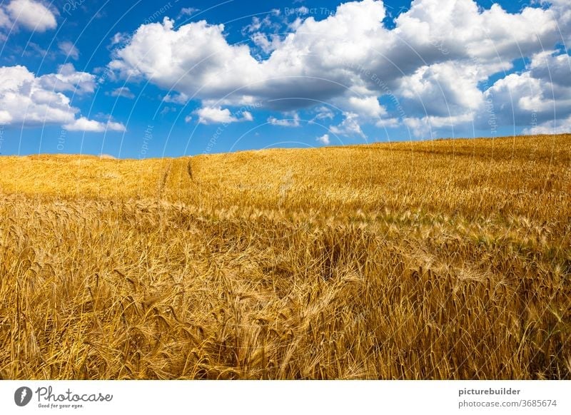 Wolken am Himmel überm Kornfeld Feld Getreide Getreidefeld Erntezeit Sommer blau weiß gelb Sonne Tag Tageslicht Spur Landschaft Agrarwirtschaft Nutzpflanze