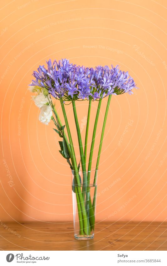 Blauer Agapanthus-Bouquet in Vase auf Orange agapanthus Lilien Nil blau Blume Design Mode Mutter Blumenstrauß sehr wenige geblümt orange Hintergrund purpur
