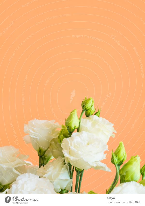 Schöner Blumenstrauss aus Eustoma-Blumen auf Orange eustoma Lysianthos Hochzeit Design Mode Mutter Blumenstrauß sehr wenige geblümt orange trendy Hintergrund