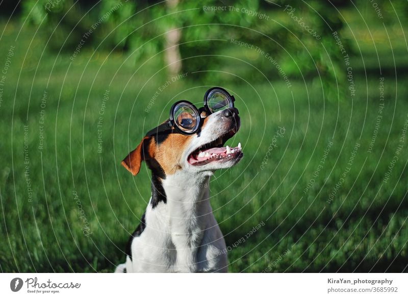 Hund in runder Lesebrille mit offenem Maul Brille Sommer spielerisch offener Mund Aktion aktiv Aktivität bezaubernd Erwachsener Beweglichkeit Tier