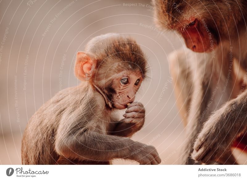 Kleines Affenbaby mit Affenmama Makake Rhesus Baby Mutter Macaca mulatta Tier Natur niedlich Mama wenig klein Indien wild Primas Tierwelt Umwelt Säugetier Fauna