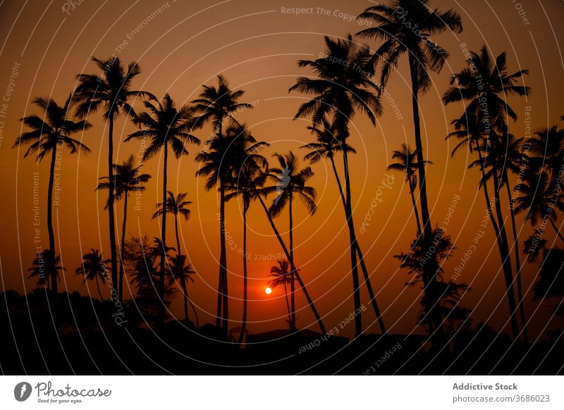 Sonne leuchtet durch Palmen im Sonnenuntergang Handfläche Silhouette Landschaft Natur farbenfroh tropisch Skyline Windstille Abend Indien Abenddämmerung