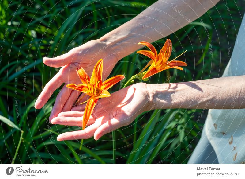 Frauenhände halten eine orangefarbene Lilienblüte Aroma schön Schönheit Körperteile Botanik Pflege Nahaufnahme concepl Textfreiraum copyspace Tag filigran