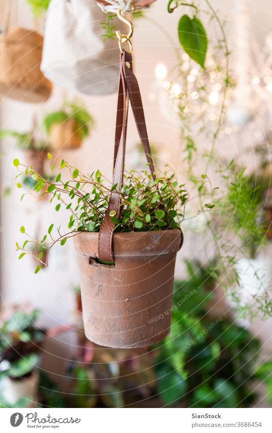 Topf mit Pflanze in einem Blumengeschäft Mode modern Lebensstil Überstrahlung Natur romantisch Dekor Zusammensetzung Gartenarbeit Werkstatt Arbeit Herstellung