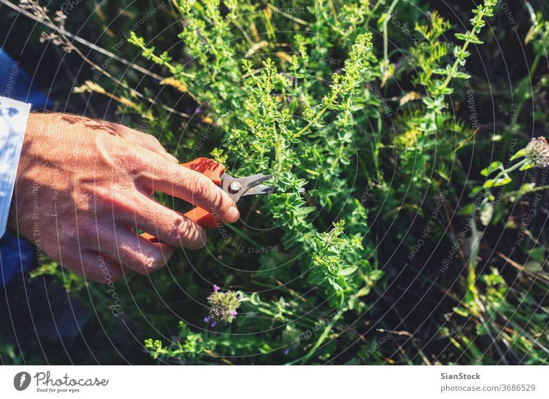 Der Mensch schneidet wilden Oregano in den Bergen frisch Mann männlich Hände Hand Schere organisch Lebensmittel Garten Natur grün Gesundheit natürlich Pflanze