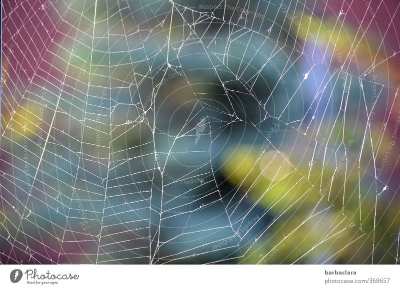 kreuzweise | Die Maschen der Spinne Natur Pflanze Tier Baum Garten Fenster Spinnennetz bauen mehrfarbig weiß ästhetisch bizarr Farbe Netzwerk Sinnesorgane