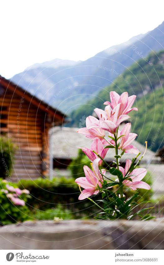 Lilie vor Alpenpanorama Lilien Lilienblüte Holzhütte Berge u. Gebirge Blume exotisch exotische Pflanzen grün rosa Menschenleer Textfreiraum oben Blüte Blühend