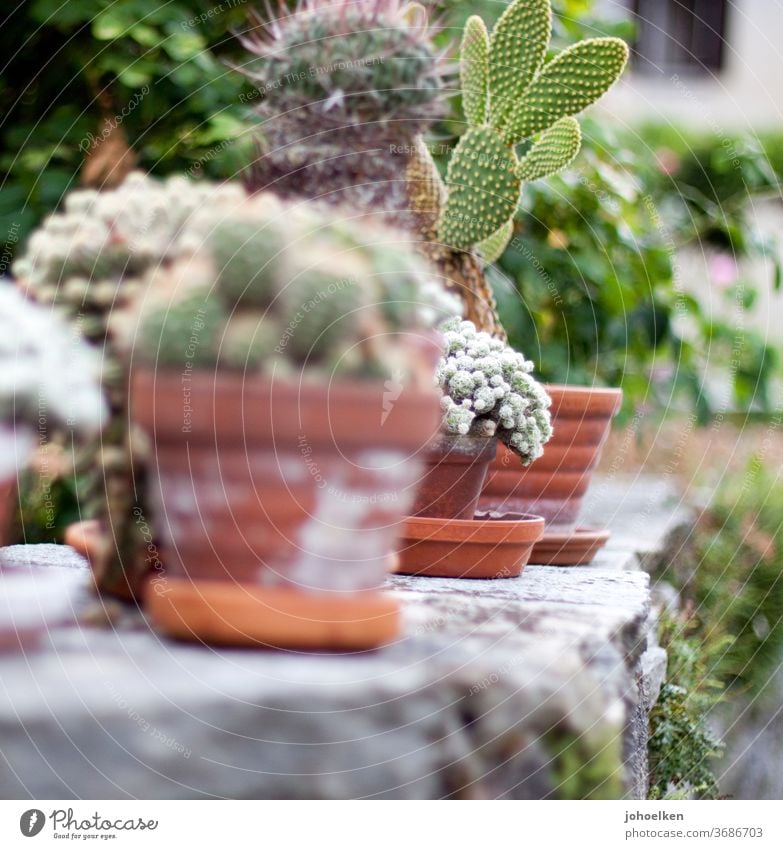 Kakteen in terracotta Töpfen auf Steinmauer Kaktus Blumentopf Trockensteinmauer Moos Kaktusfeige okker grün grau exotische Pflanzen wäremliebend Topfpflanze