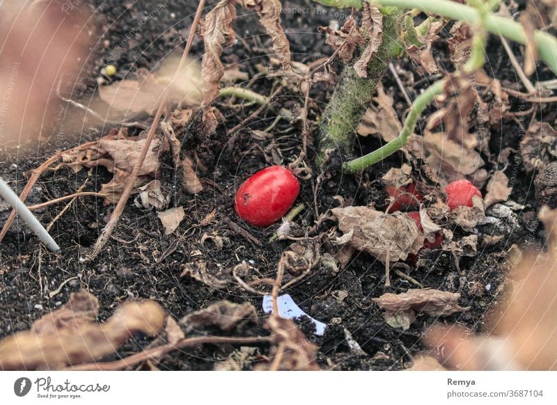 Kirschtomate auf dem Boden. Gartenarbeit Pflanzen Tomate farbenfroh Gemüse im Freien Natur Schlamm rot