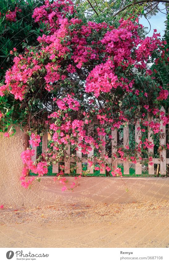 Rosa Bougainvillea-Zweig über einem weißen Zaun, an einem sonnigen Tag. Blumen Garten Gartenarbeit grün Grün im Freien Sonnenlicht sonniger Tag Natur rosa