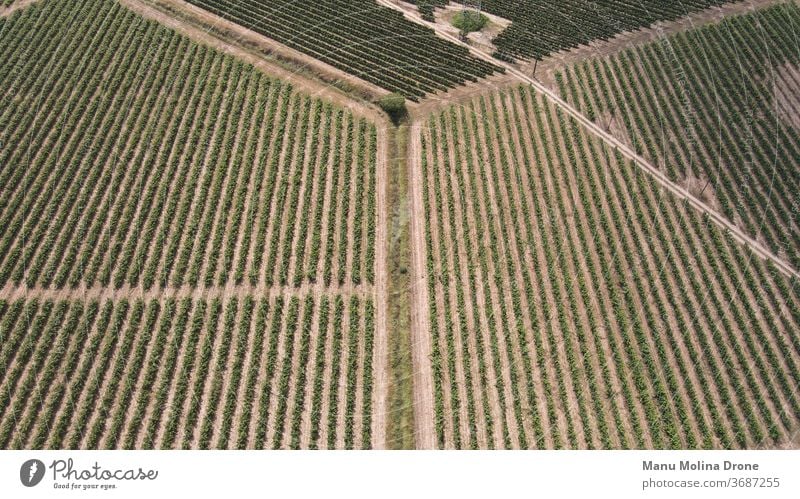 Luftaufnahme eines Penedes-Weinguts in Barcelona Weinberg penedes Trauben Land katalonien Spanien grün braun blau Ernte Marketing landwirtschaftlich Ackerbau