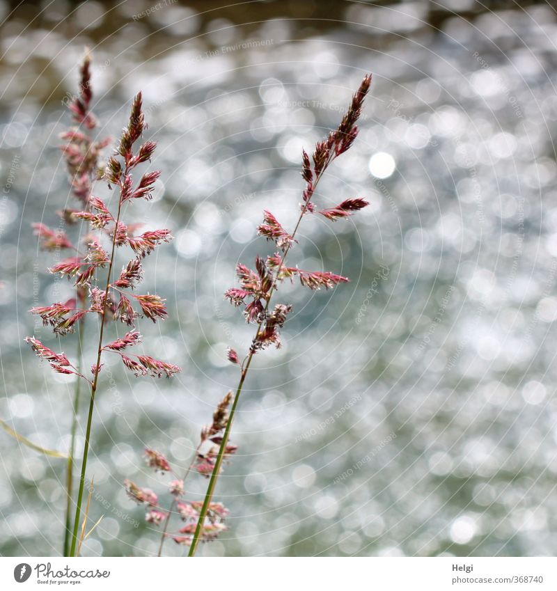am Fluss... Umwelt Natur Pflanze Sommer Schönes Wetter Gras Wildpflanze Flussufer Blühend glänzend Wachstum ästhetisch außergewöhnlich einfach lang natürlich