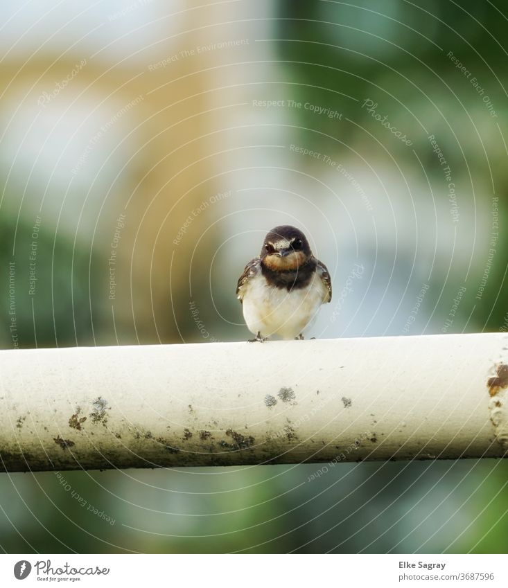 Vogelfotografie- Schwalben Jungvogel Tier Tierporträt Farbfoto Menschenleer sitzen