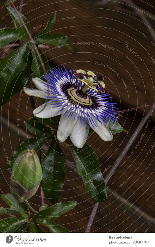UFO: abflugbereite blauweiße Blüte einer Kletterpflanze ungewöhnlich Blütenstempel blau-weiß exotisch Augenweide Propeller rund Flugobjekt Pflanze Blume