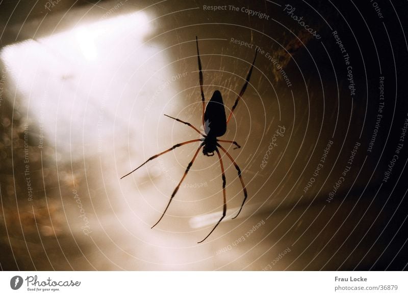 Pfui-Spinne Spinnennetz gruselig Keller dunkel Verkehr Seidenspinne Gruseln ekeln