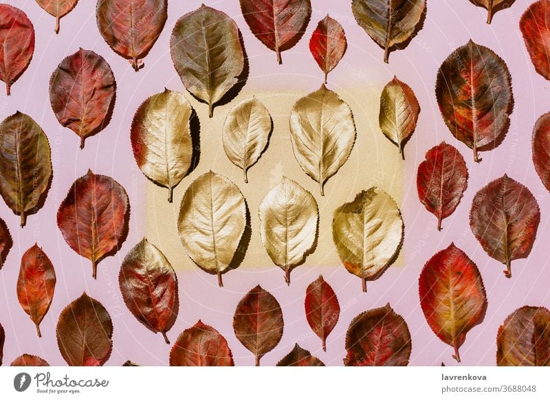 Rote Aroniablätter im Herbst auf pastellrosa Hintergrund fallen Blätter Laubwerk hell rot Blatt golden saisonbedingt Anklopfen Ordnung botanisch Draufsicht