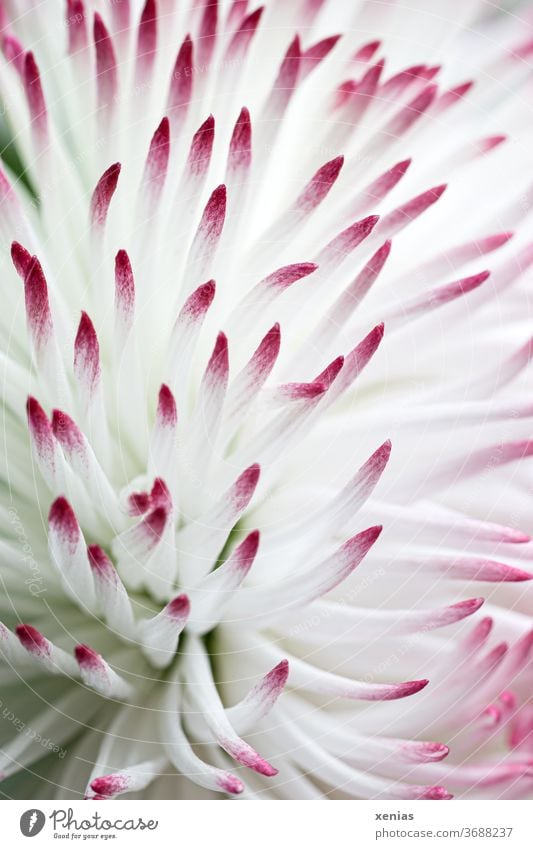 Makroaufnahme: weißes Gänseblümchen mit rosa Spitzen Bellis Blüte Blume Tausendschön Blühend Schwache Tiefenschärfe Frühling Natur Pflanze Frühlingsgefühle