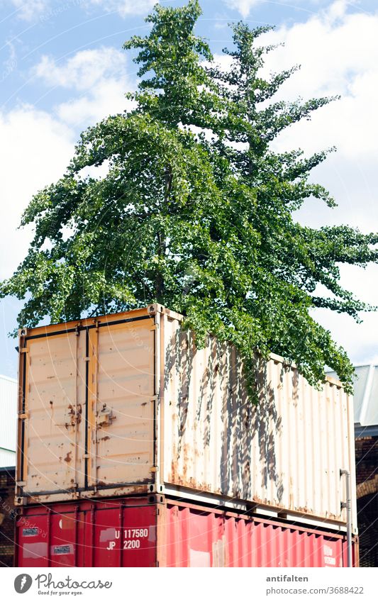 Wildwuchs Container Baum streetstyle Natur wild Stadt Außenaufnahme Farbfoto Menschenleer Tag Umwelt Pflanze natürlich Landschaft Klima Himmel Wolken Tanne