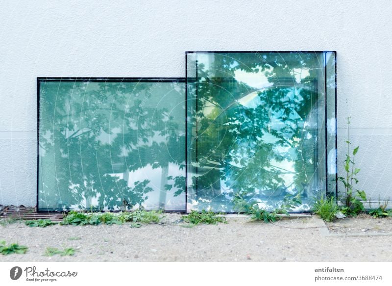 Spiegelwelten Natur Baum Wand Reflexion & Spiegelung grün Blatt Ast Pflanze Außenaufnahme Farbfoto Tag blau Wald Scheibe Fensterscheiben Haus Hauswand Unkraut