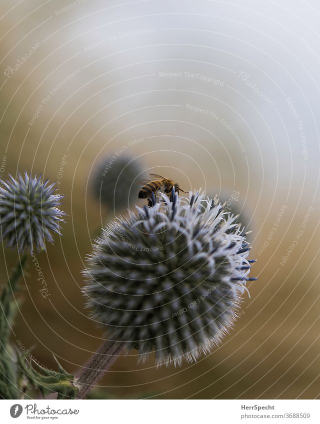 Distelblüte mit Biene Natur Makroaufnahme Pflanze Blüte Tier Menschenleer Nahaufnahme Schwache Tiefenschärfe Textfreiraum oben Insekt Sommer Honigbiene Garten