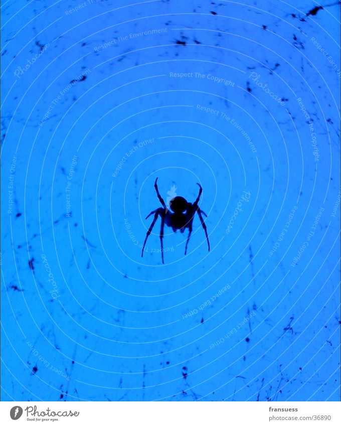 here comes a spider Spinne Verkehr blau blauer hintergrund reduzieren