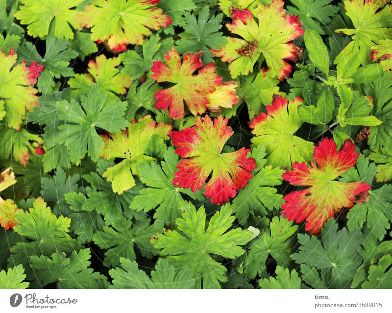 Frühherbst pflanze garten Menschenleer Natur Perspektive Inspiration natürlich Sommer grün rot storchschnabel blatt gesellschaft gemeinschaft bodendecker