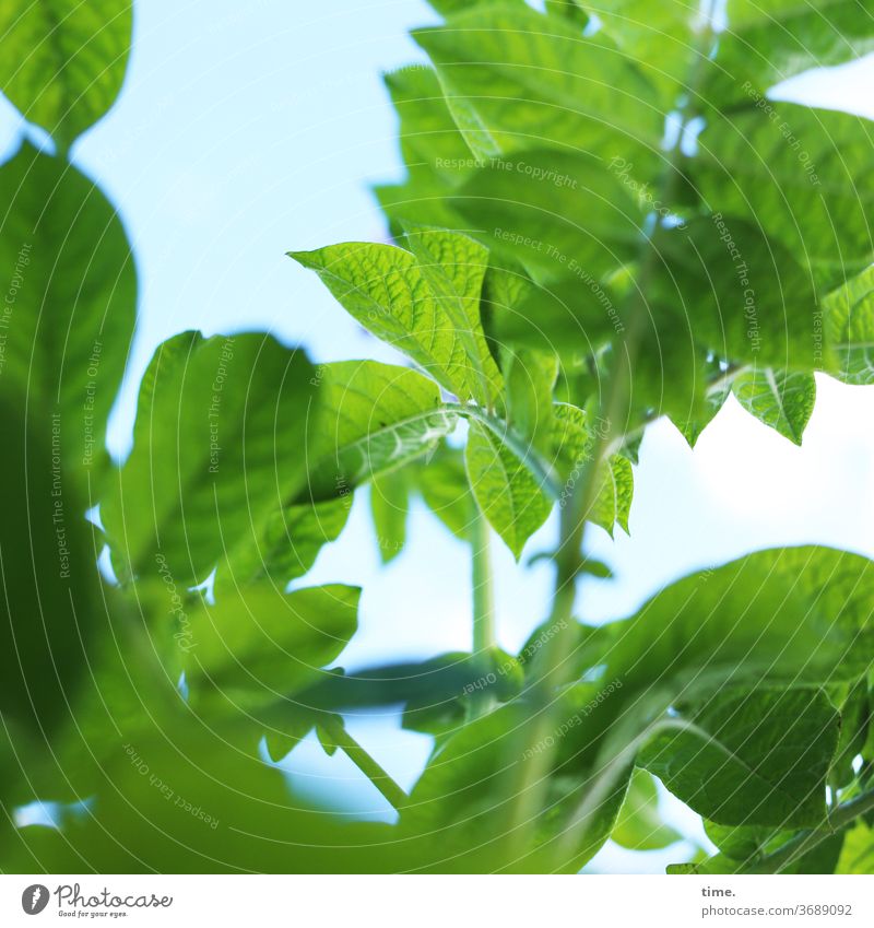 Ackergold pflanze garten Menschenleer Natur Perspektive Inspiration natürlich Sommer grün blatt gesellschaft gemeinschaft kartoffel blätter