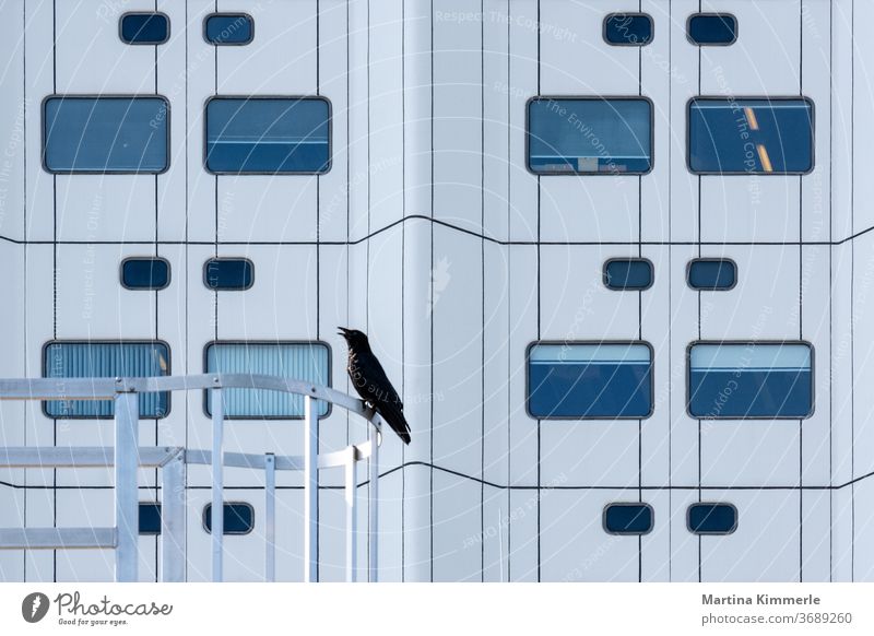 Vogel Krähe vor moderner Architektur Tier icon krankenhaus krähe rabe raben schwarz symbol vogel Hospital