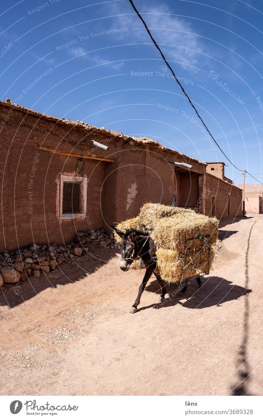 Warentransport mit einem Esel Marokko Transport Strohballen Heuballen Ernte Landwirtschaft Tier Straße Logistik Außenaufnahme Ortschaft Verkehr