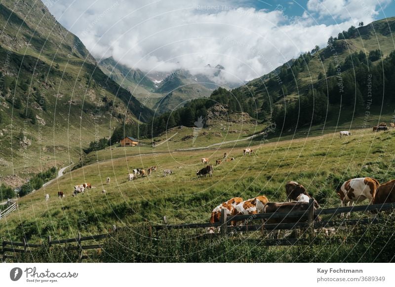 Kuhherde ruht auf Ackerland, umgeben von den Dolomiten landwirtschaftlich Ackerbau alpin Alpen Tier Ruhe Rind Land Landschaft Molkerei Ökotourismus Umwelt
