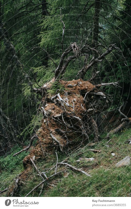 Eine umgestürzte Lärche in einem Wald in Südtirol, Italien Abenteuer Alp alpin Ast gebrochen Ökosystem Ökologie Umwelt erkundend gefallen wandern Landschaft