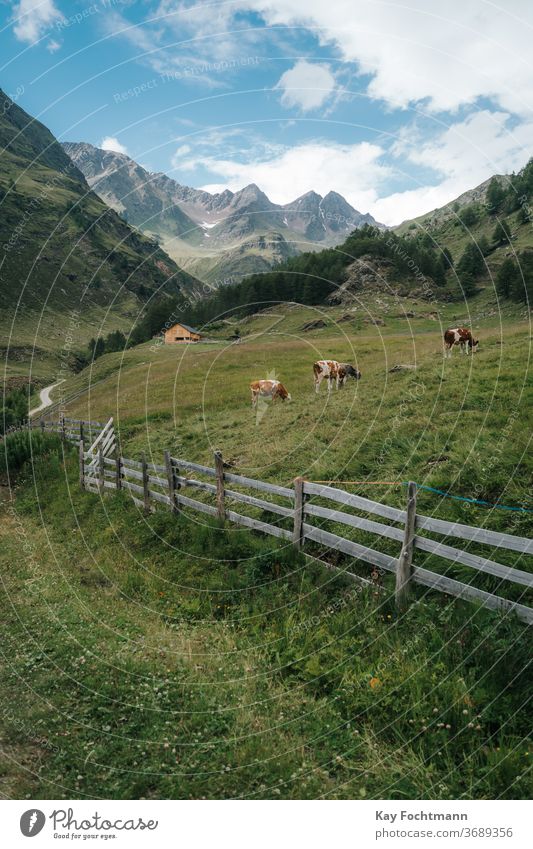 Kuhherde ruht auf Ackerland, umgeben von den Dolomiten landwirtschaftlich Ackerbau alpin Alpen Tier Ruhe Rind Land Landschaft Molkerei Ökotourismus Umwelt
