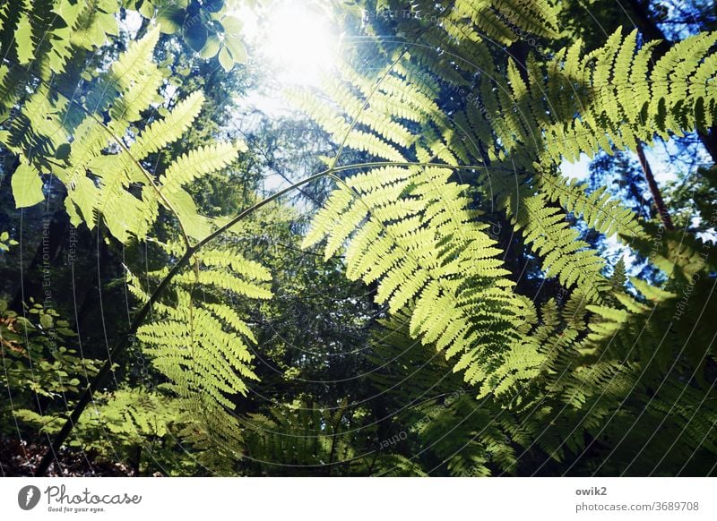 Unterwelt Umwelt Natur Landschaft Pflanze ruhig Idylle Sträucher Schönes Wetter grün Wachstum Wald Echte Farne friedlich Außenaufnahme Strukturen & Formen