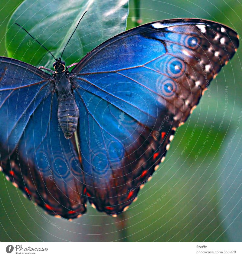 Blauer Morphofalter auffallend Eyecatcher Flügelmuster Flügel ausbreiten Naturwunder Natursymmetrie Augenflecken ausgebreitete Flügel Flügel ausstrecken