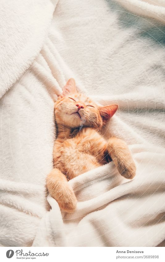 Süßes Ingwer-Kätzchen schläft Katzenbaby niedlich sich[Akk] entspannen auf der Rückseite Decke Haustier Baby heimwärts gemütlich Komfort aussruhen fluffig