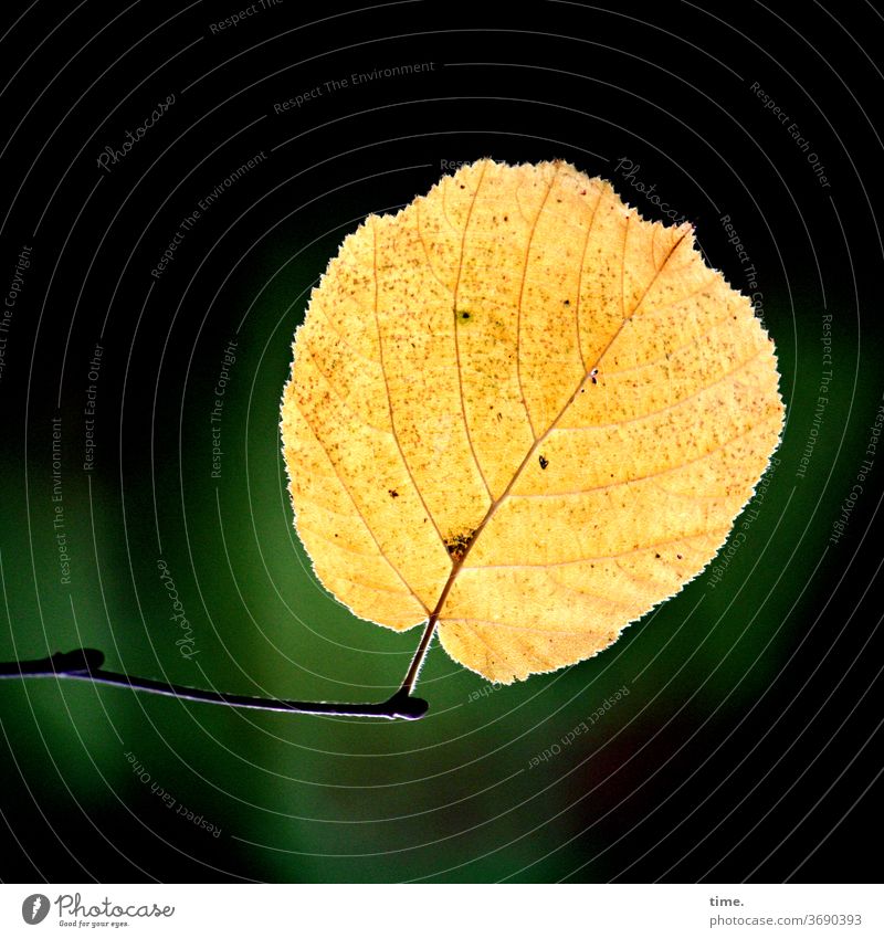 Herbst voraus (8) blatt herbst übergang transformation welk verwelken einzeln ast leuchten muster struktur gelb grün