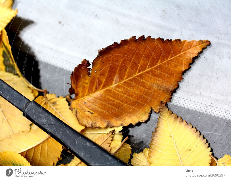 Herbst voraus (3) blatt herbst übergang transformation welk verwelken liegen auto Windschutzscheibe Wischerblatt Glasscheibe gelb braun