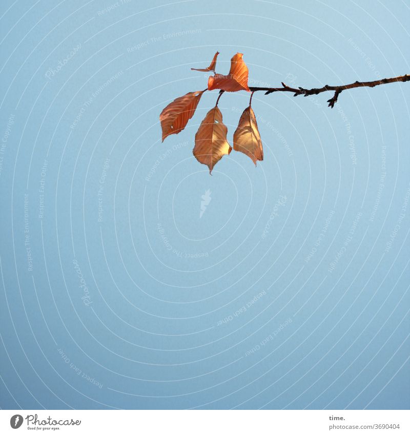 Herbst voraus (1) • Buchenast mit fünf teilbesonnten Blättern vor blauem Himmel blatt herbst himmel oben übergang transformation welk verwelken hängen klammern