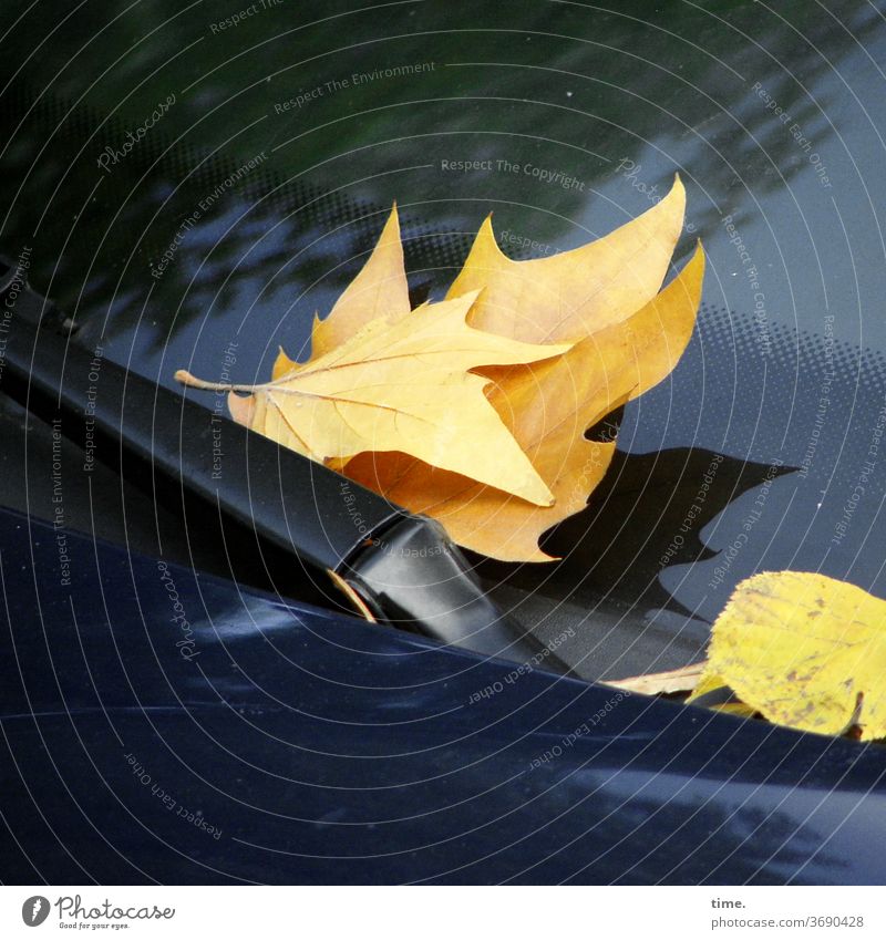 Herbst voraus (5) blatt herbst übergang transformation welk verwelken liegen auto Windschutzscheibe Wischerblatt Glasscheibe gelb schatten glänzen reflektieren