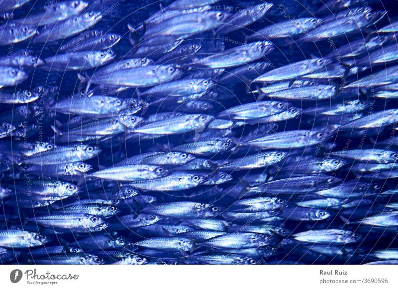 Fischschwarm im dunklen Ozean Makrele Silber Scheibe Nährstoffversorgung roh Diät Meer Sprotte Lebensmittel frisch Markt Nahaufnahme Meeresfrüchte Tier Sardinen