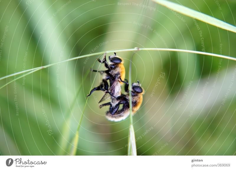 Kopulierende Schwebfliegen Tier Wildtier Fliege 2 Tierpaar hängen Liebe machen schaukeln sportlich nah wild braun grün orange schwarz Sex Sexualität Farbfoto